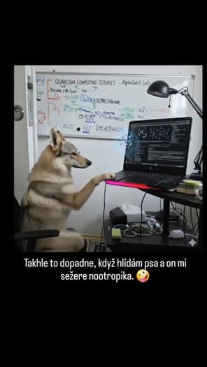 🐺💻 Dneska hlídám Československého vlčáka… a už chápu, proč se říká, že tihle psi jsou chytří!