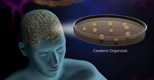 Miniature Brains Grown in the Laboratory
