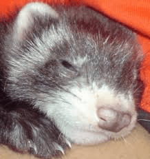 The New Ferret Brain from Open AI Has Given Us Room for Further Experiments!