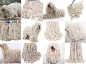 Difficult to Distinguish Images