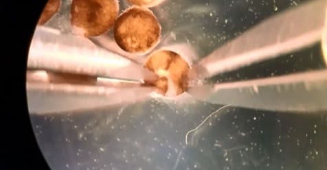 Will the World Be Flooded with Living Robots Made from Frog Embryos?