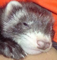 The New Ferret Brain from Open AI Has Given Us Room for Further Experiments!